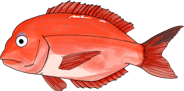 鯛のイラスト